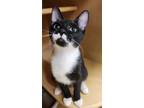 Adopt Bingo a Black & White or Tuxedo Domestic Shorthair / Mixed cat in San