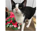 Adopt Fern a Domestic Shorthair / Mixed (short coat) cat in Pierceton