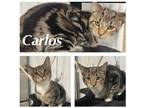 Adopt Carlos a Domestic Shorthair / Mixed (short coat) cat in Pierceton