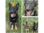 Adopt King - bonded to Bella a German Shepherd Dog / Mixed dog in Pierceton