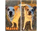 Adopt Mason a Australian Cattle Dog / Mixed dog in Pierceton, IN (39139685)