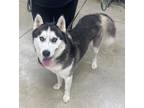 Adopt Buick - FOSTER NEEDED a Siberian Husky / Mixed dog in Pierceton