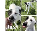 Adopt Jax a Labrador Retriever / Terrier (Unknown Type, Small) / Mixed dog in