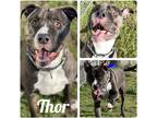 Adopt Thor - REDUCED FEE a Staffordshire Bull Terrier / Mixed dog in Pierceton