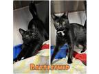Adopt Battleship a Domestic Shorthair / Mixed (short coat) cat in Pierceton
