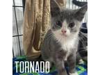 Adopt Jiya (Tornado) - NN a Domestic Shorthair / Mixed (short coat) cat in