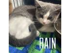 Adopt Shen (Rain) - NN a Domestic Shorthair / Mixed (short coat) cat in