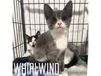 Adopt Flint (Whirlwind) - NN a Domestic Shorthair / Mixed (short coat) cat in