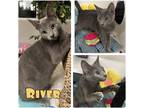 Adopt River a Domestic Shorthair / Mixed (short coat) cat in Pierceton