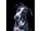 Adopt Penny a Gray/Blue/Silver/Salt & Pepper Catahoula Leopard Dog / Mixed dog