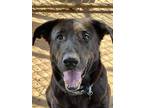Adopt Bacarra a Labrador Retriever / Mixed dog in Duncan, OK (39058449)