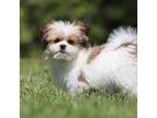 Shih Tzu Puppy for sale in Grand Rapids, MI, USA