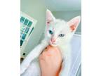 Adopt Pearl,Merlin,Ivory,Daisy,Bella a White (Mostly) Domestic Shorthair (short
