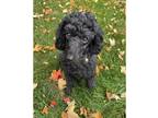 Adopt Anouke Le Chien a Poodle (Standard) / Mixed dog in Kalamazoo