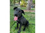 Adopt Apollo a Labrador Retriever / Mixed dog in Kalamazoo, MI (39052998)