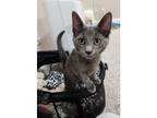 Adopt Pawfficer Grey a Domestic Shorthair / Mixed cat in Kalamazoo