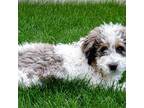 Mutt Puppy for sale in Roy, UT, USA