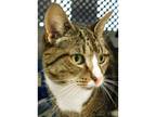 Adopt Lilly a Domestic Shorthair / Mixed cat in Kalamazoo, MI (39072711)