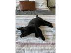 Adopt Doxepin (Dox) a Domestic Shorthair / Mixed cat in Kalamazoo, MI (39040862)