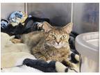 Adopt Maple a Domestic Shorthair / Mixed cat in Kalamazoo, MI (39072709)