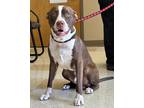 Adopt Kronk a American Pit Bull Terrier / Mixed dog in Maumelle, AR (39188931)