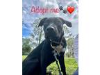 Adopt Negroni a Labrador Retriever / Hound (Unknown Type) / Mixed dog in Fort