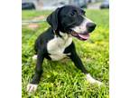 Adopt Napoleon a Labrador Retriever / Hound (Unknown Type) / Mixed dog in Fort