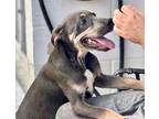 Adopt Bonnie a Doberman Pinscher / Weimaraner / Mixed dog in Fort Myers