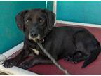 Adopt Liberta a Dachshund / Beagle / Mixed dog in San Diego, CA (38964515)