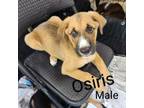 Adopt Osiris AL* a Tan/Yellow/Fawn Shepherd (Unknown Type) / Husky / Mixed dog