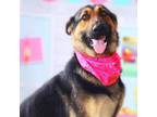 Adopt Spring JuM a Black German Shepherd Dog / Mixed Breed (Large) / Mixed dog