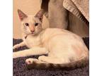 Adopt Fiona JW a White Domestic Shorthair / Mixed cat in St Louis, MO (39048533)