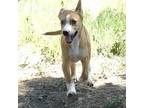 Adopt Roger GC* a Tan/Yellow/Fawn Labrador Retriever / Beagle / Mixed dog in St