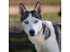 Adopt Crystal Bella JuM a Black Siberian Husky / Mixed dog in St Louis