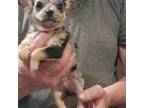Chihuahua Puppy for sale in Gettysburg, PA, USA