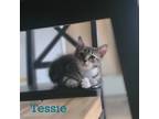 Adopt Tessie (FCID# 08/01/2023-176) a Brown Tabby Domestic Shorthair / Mixed