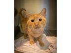 Adopt Simba (FCID# 08/07/2023 - 1 Trainer) a Orange or Red Domestic Shorthair /