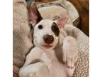 Adopt Snap a White - with Tan, Yellow or Fawn Italian Greyhound / Jack Russell