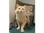 Adopt Pumpkin & Only a Domestic Longhair / Mixed cat in Duncan, BC (39051512)