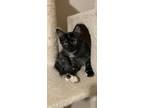 Adopt Ria a Tortoiseshell Domestic Shorthair (short coat) cat in Parlier