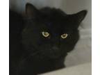 Adopt Mamba - Barn Cat a Domestic Mediumhair / Mixed cat in Silverdale