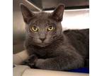 Adopt Silk a Gray or Blue Domestic Shorthair / Mixed (short coat) cat in