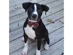 Adopt Peter a Black American Staffordshire Terrier / Border Collie / Mixed dog
