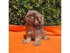 Shih Tzu Puppy for sale in Lawrenceville, GA, USA