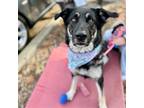 Adopt Ember a Black German Shepherd Dog / Mixed dog in Oakland, CA (38943242)