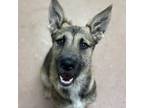 Adopt Shep CFS 240036683 a Shepherd, Wirehaired Terrier