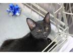 Adopt Dooney a Domestic Mediumhair / Mixed (short coat) cat in Rockford