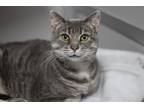 Adopt Ellis Grey a Domestic Shorthair / Mixed (short coat) cat in Rockford