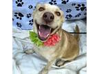 Adopt Hiccup a Tan/Yellow/Fawn Retriever (Unknown Type) / Mixed Breed (Medium) /