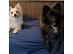 Adopt Tux a Pomeranian